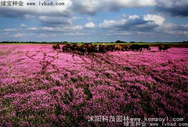 红花酢浆草（红花酢浆草是三叶草吗）