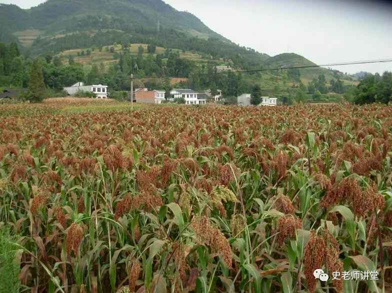 高粱种植技术要点，请收藏！