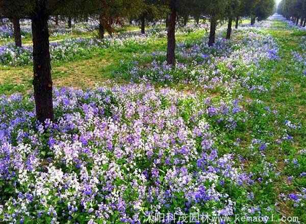 二月兰迎春花算春季花卉吗？