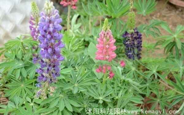 鲁冰花种植多久能开花