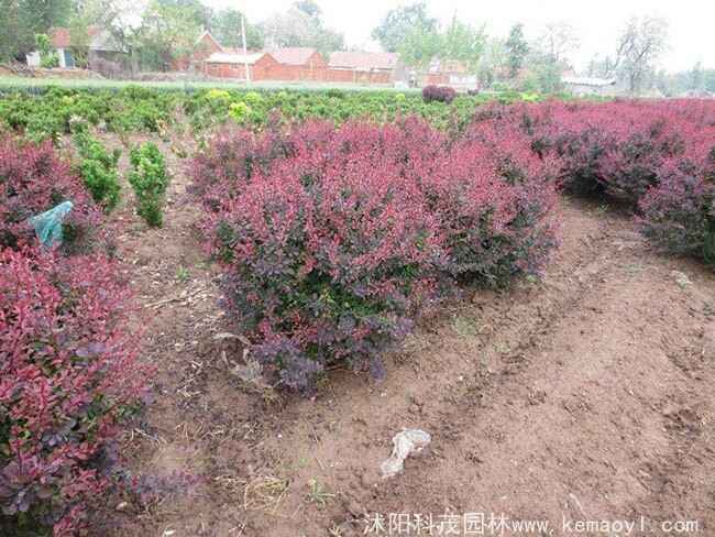 红叶小檗的寓意和种植要点