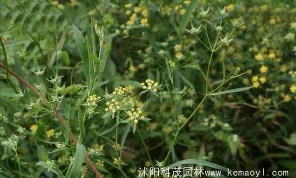 柴胡种植一亩种几斤种子