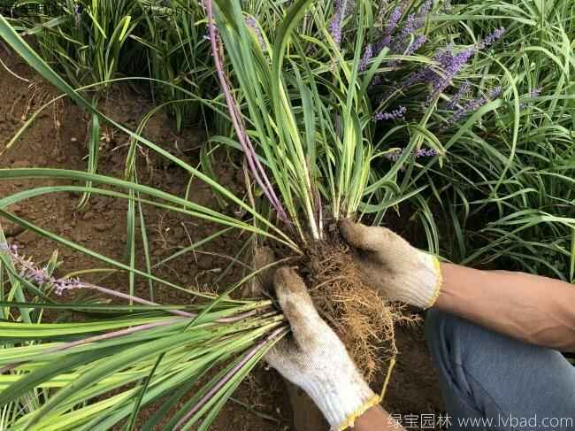 金边麦冬的生长环境