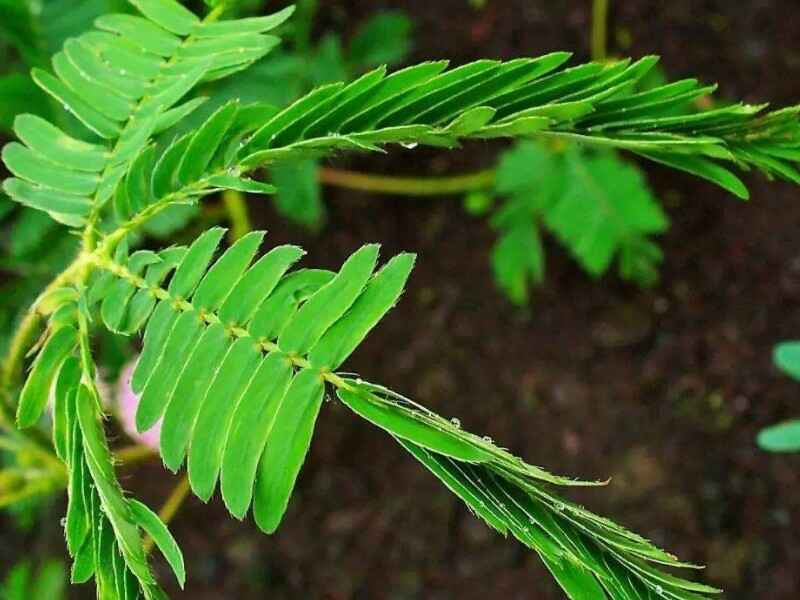 含羞草种子图片及播种方法