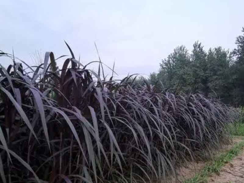 象草是多年生牧草吗？自我繁殖能力怎样？