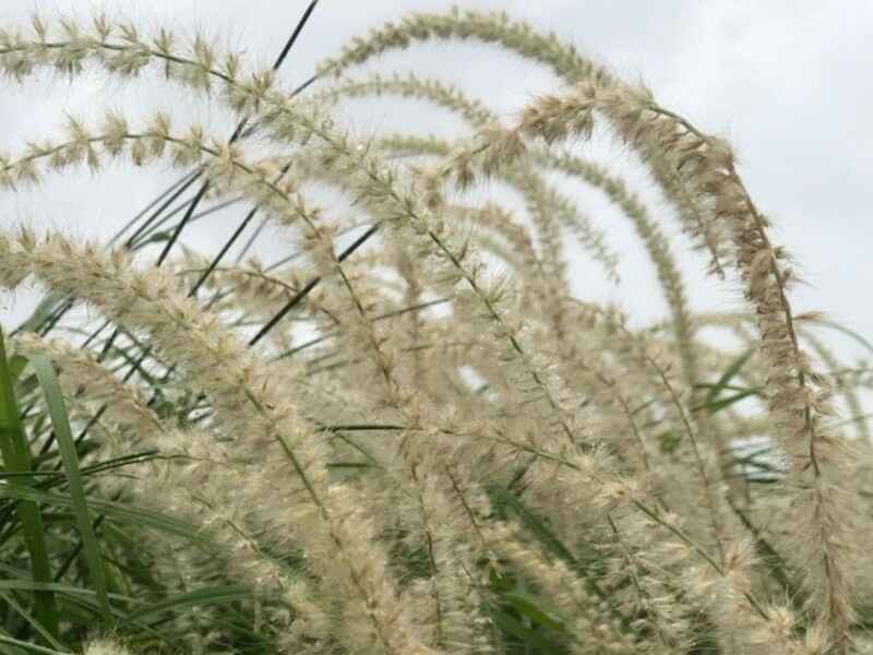 狼尾草种子南方种植需要在水里浸泡吗？