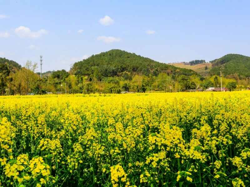 海南种植油菜籽种植后发芽率怎么样？可以养牛吗？多久可以收割使用？ 