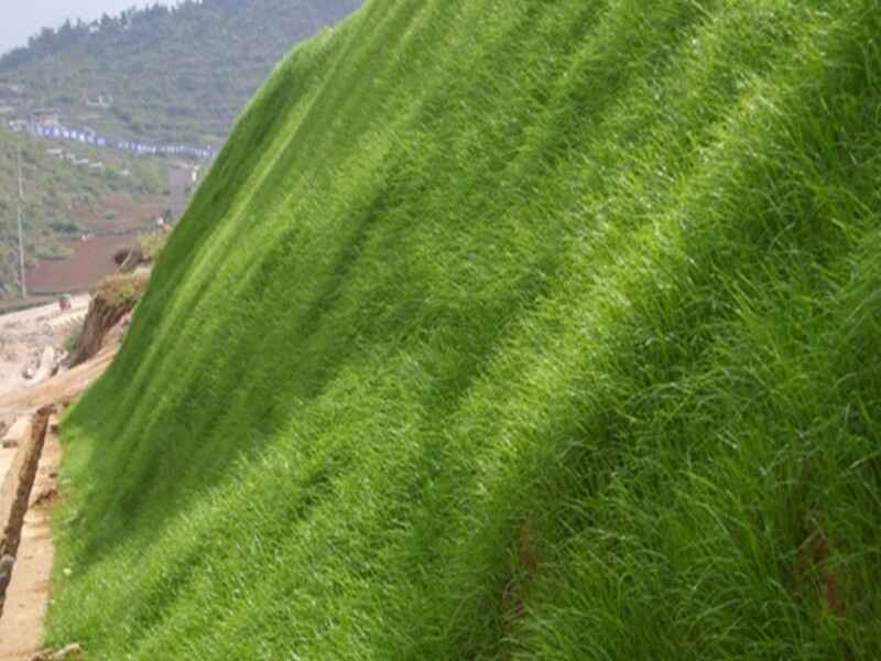 红山叶草适合在福建山上种植吗？