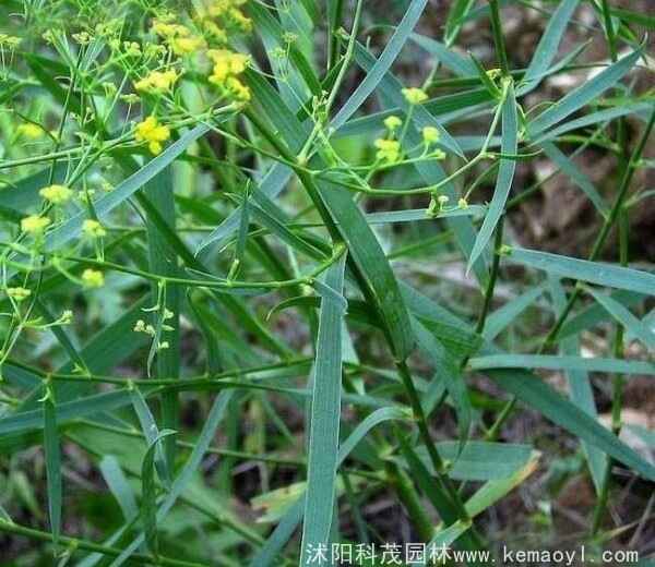 柴胡种植要多少斤子种子能种一亩地？