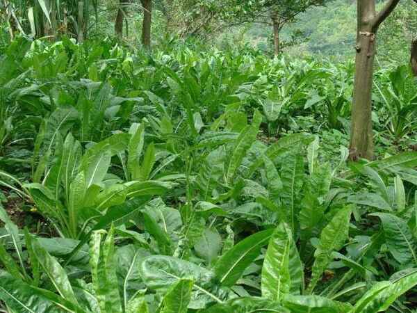 俄罗斯饲料牧草什么时候种植合适