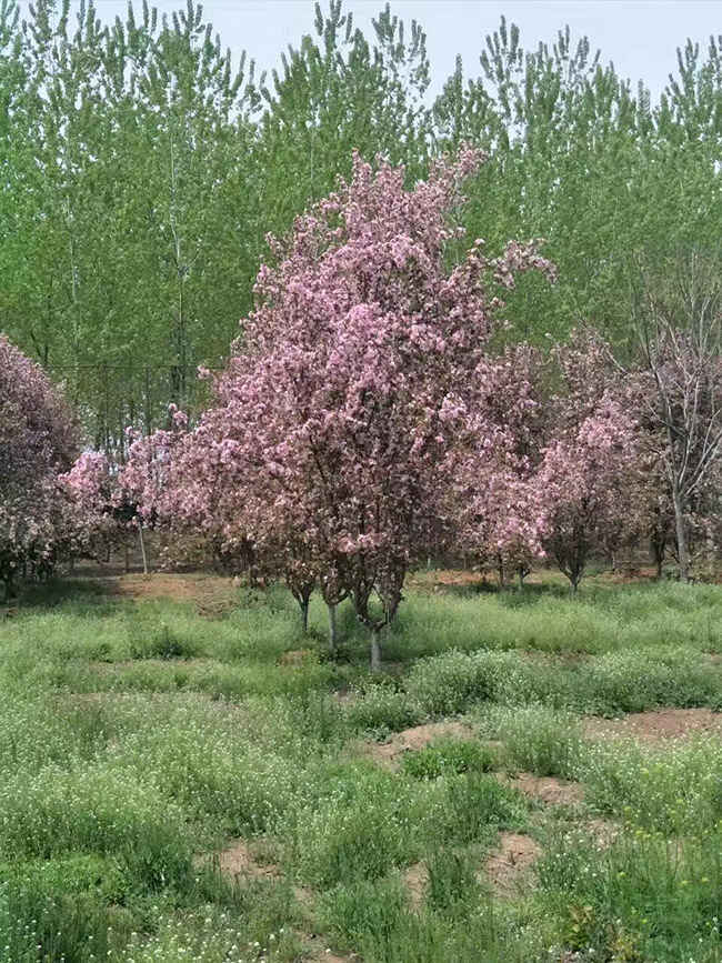 垂丝海棠