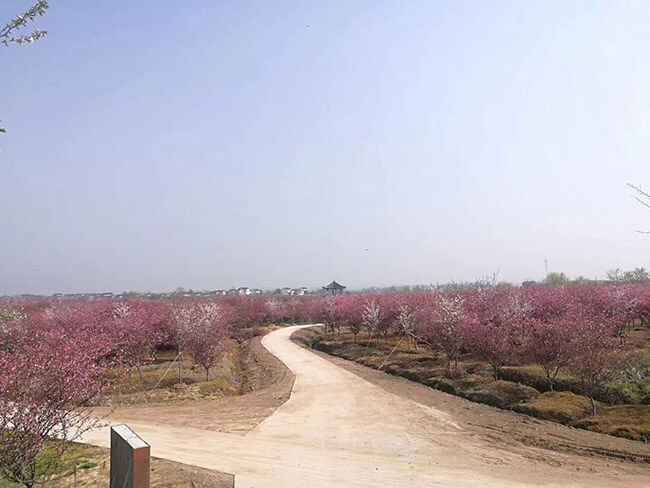 垂丝海棠