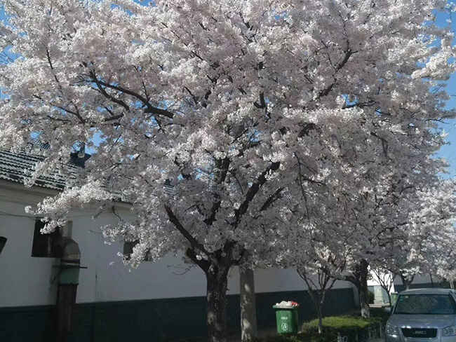 日本樱花