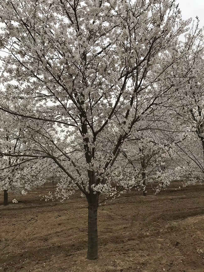 日本樱花