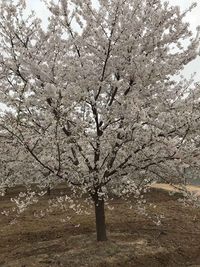 日本樱花