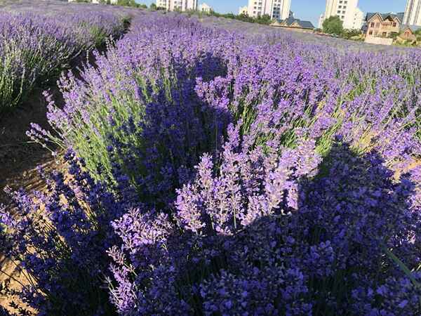 薰衣草种苗