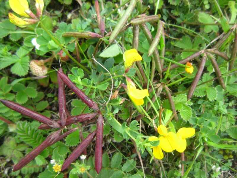 百脉根种子冬天可以种植吗是多年生牧草吗