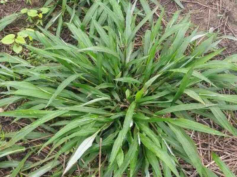 百喜草草坪属于暖季还是冷季百喜草草坪好不好