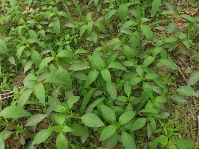 薄荷种子种植后有什么价值花期是几月份