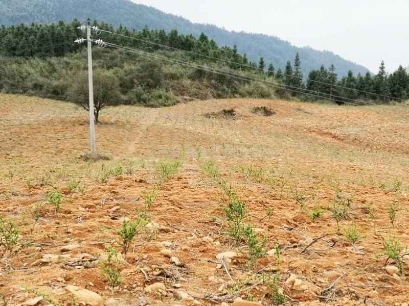 北京荒山绿化选择什么植物美观