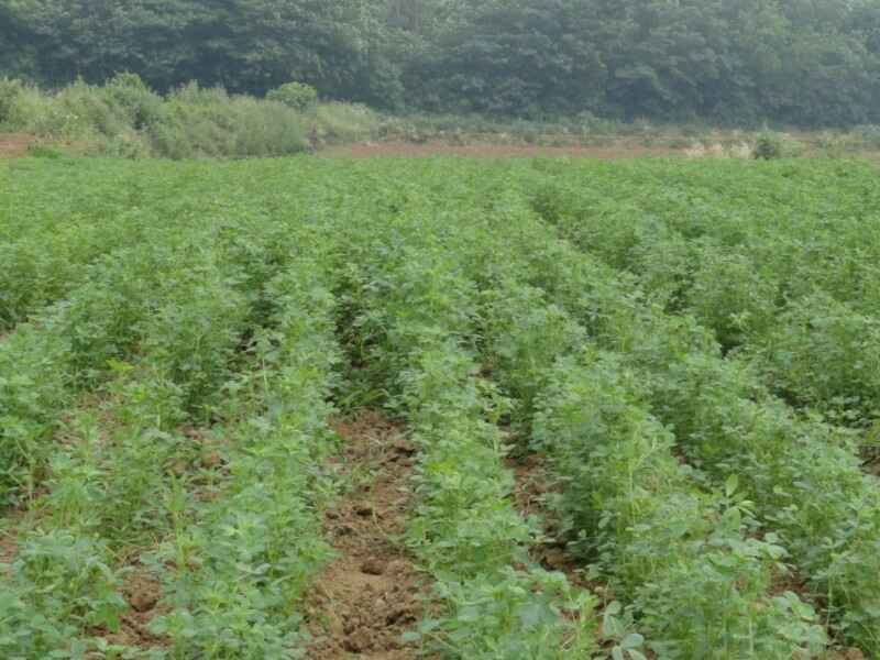 草木樨种子可以在水田种植吗水田种植多久收割