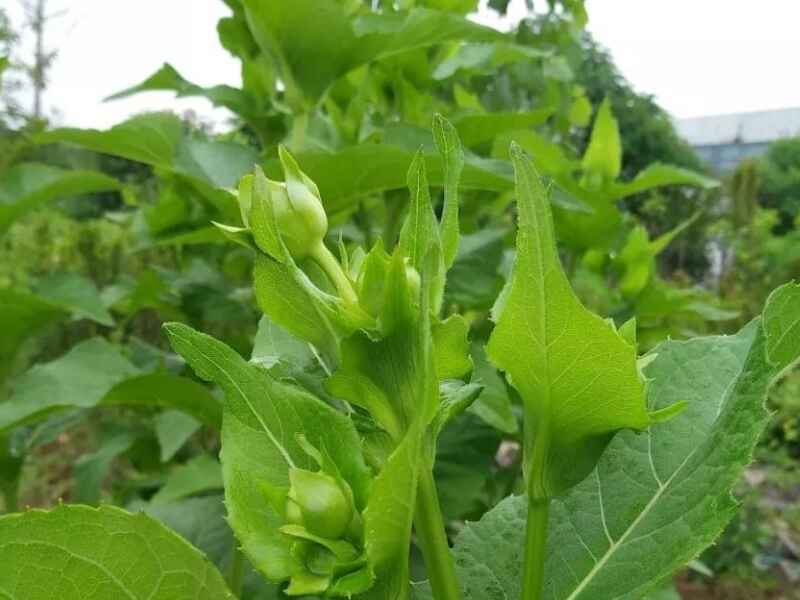 串叶松香草能在东北过冬吗，花期长吗