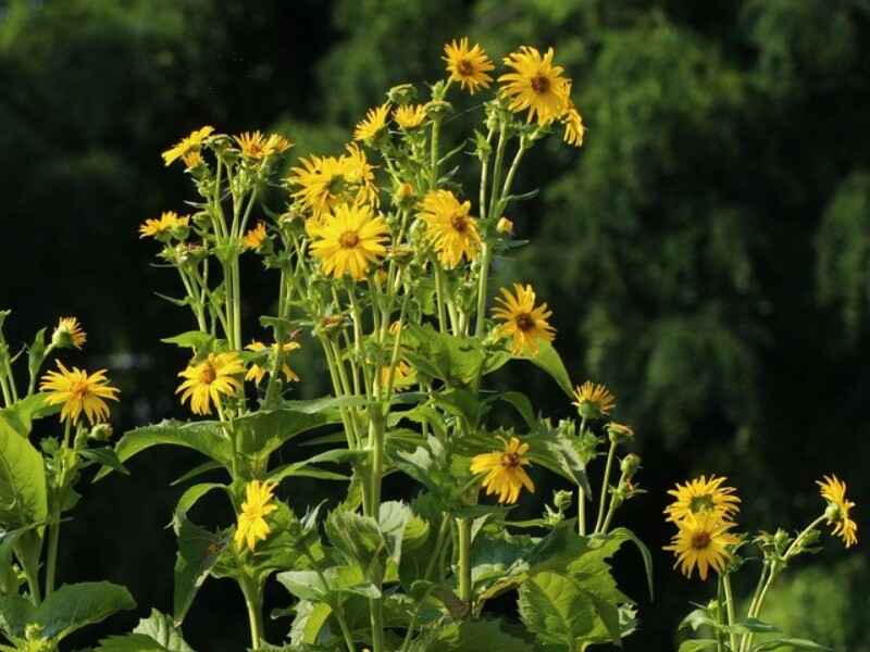 串叶松香草种植后发生病虫害怎么办，种植后有什么价值