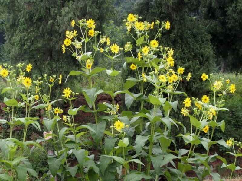 串叶松香草种子适合什么时候种植，七八月份种植可以吗