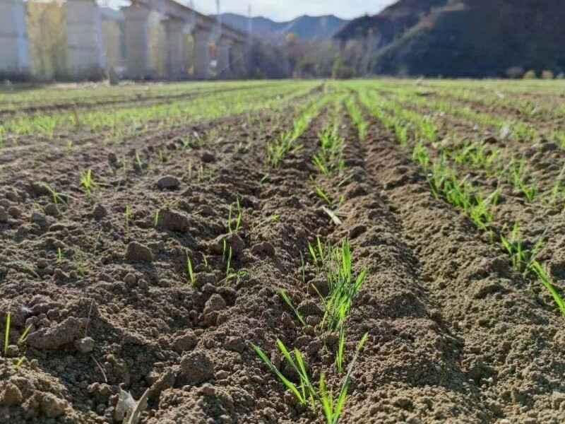 大麦适合东北地区种植吗