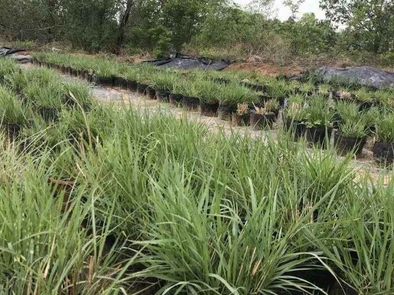 东方狼尾草种子种植后需要催芽吗种植后几天可以发芽