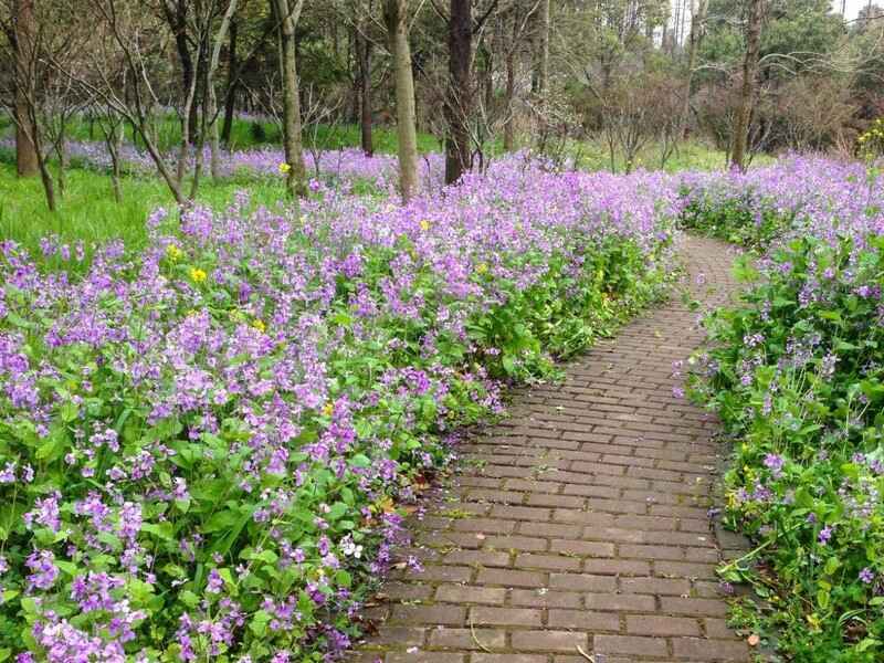 二月兰是宿根花卉吗