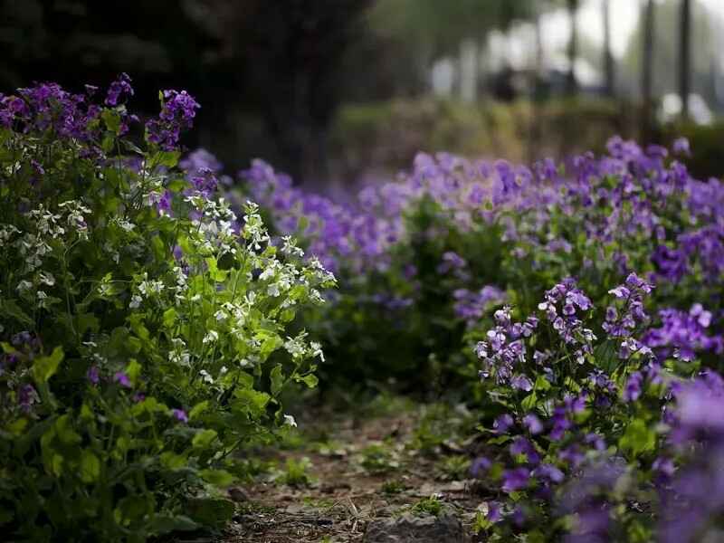 二月兰种植后发生病虫害怎么办，冬季可以开花吗