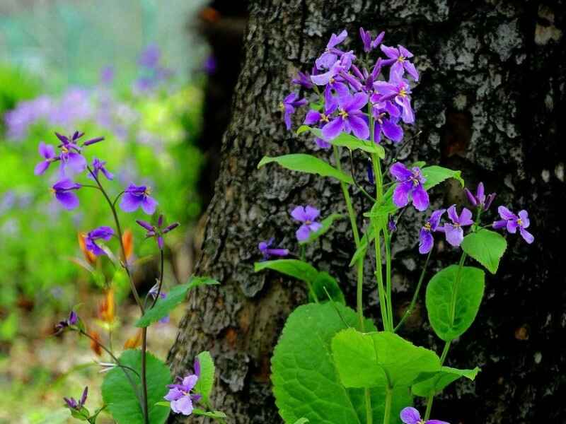 二月兰种子适合什么时候种植，在冬季种植可以吗