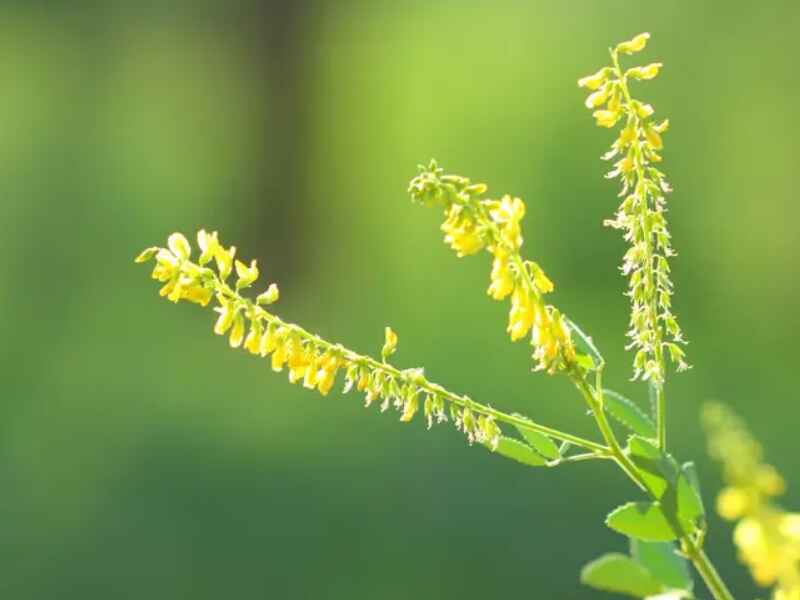 放牧种植草木犀适合吗是多年生牧草吗