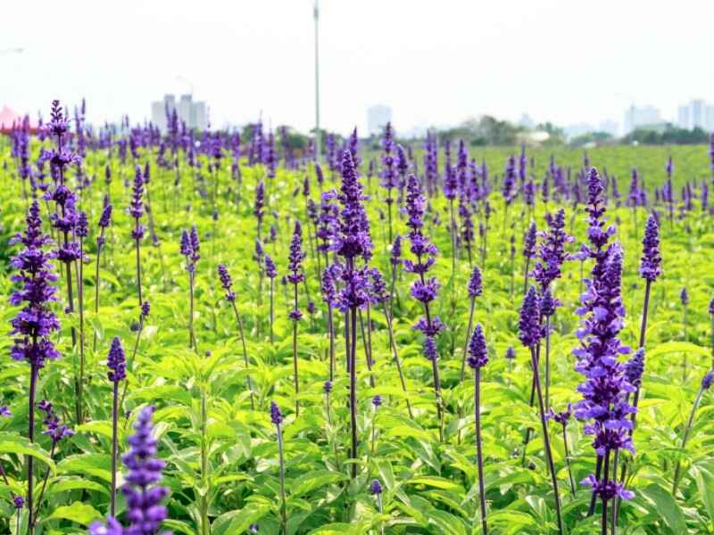 粉萼鼠尾草种植什么时候种植最好，种植后可以自播吗