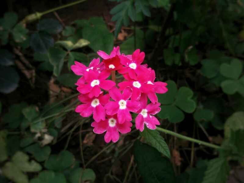 蜂室花种植的种子需要催芽吗