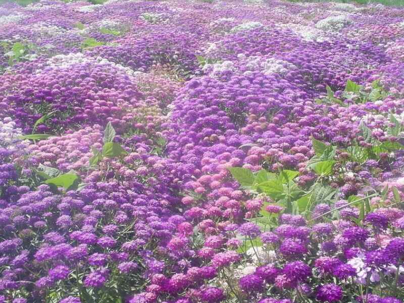 蜂室花种植后多久发芽