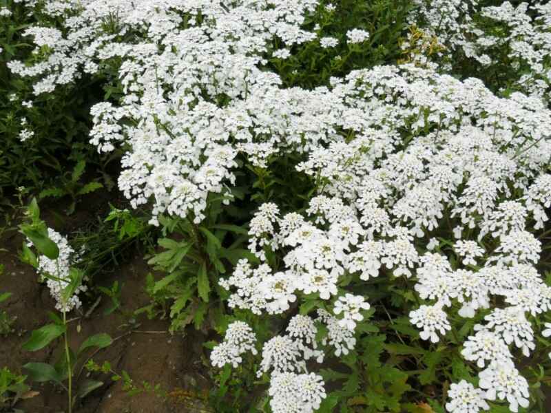 蜂室花种子种植后可以自播吗应该如何种植