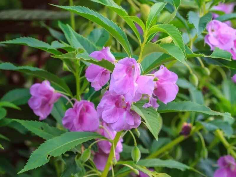 凤仙花冬季需要修剪吗，冬季可以种植吗