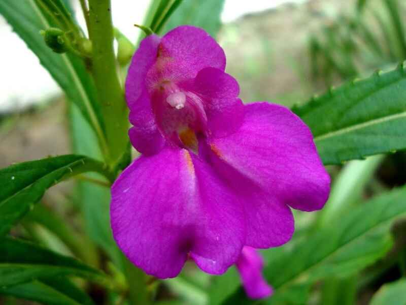 凤仙花是灌木吗凤仙花是什么植物