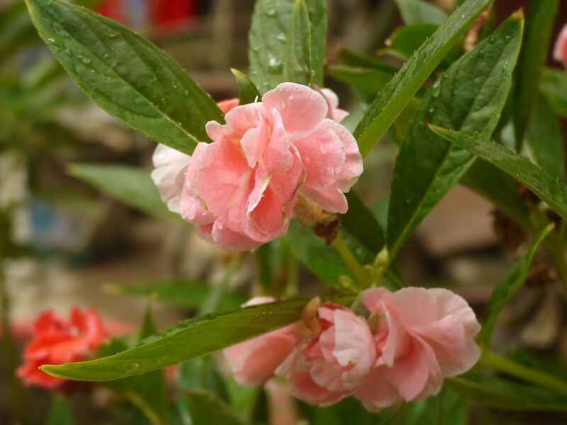 凤仙花种植后有什么作用，可以进行移栽吗