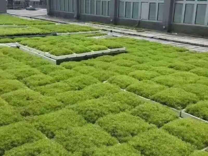 甘肃省屋顶绿化种植佛甲草需要怎么操作，种植后几天可以发芽