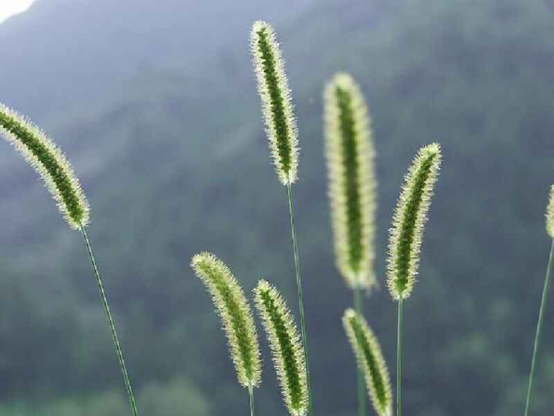 狗尾草冬季是要怎么养护，种植有什么价值