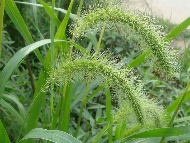 狗尾草几月份种植，什么时候种植成活率高