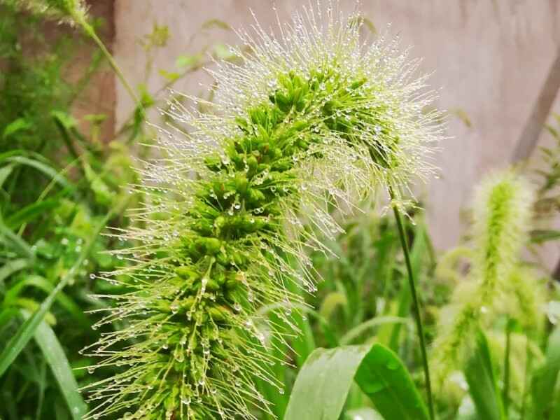 狗尾草种植什么时候种植最好，种植的时间是什么