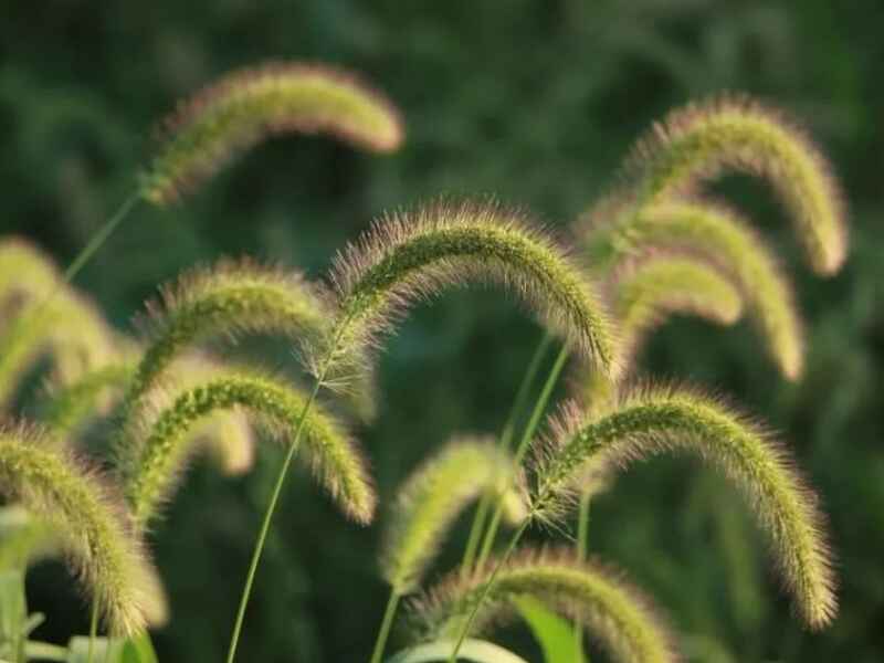 狗尾草种子种植地需要提前翻整吗，能在东北过冬吗.