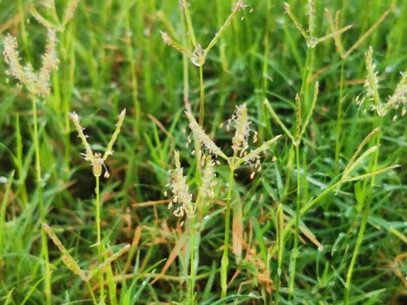 狗牙根种子种植一亩地需要多少种植后有什么价值