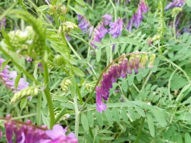 光叶紫花苕种子种植后发芽率怎么样多久可以收割使用