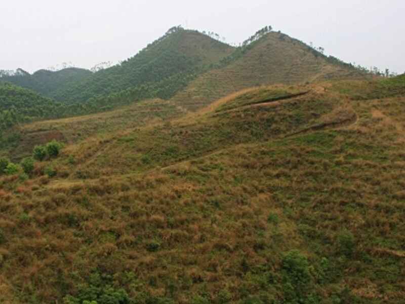 广东省荒山绿化适合种植什么