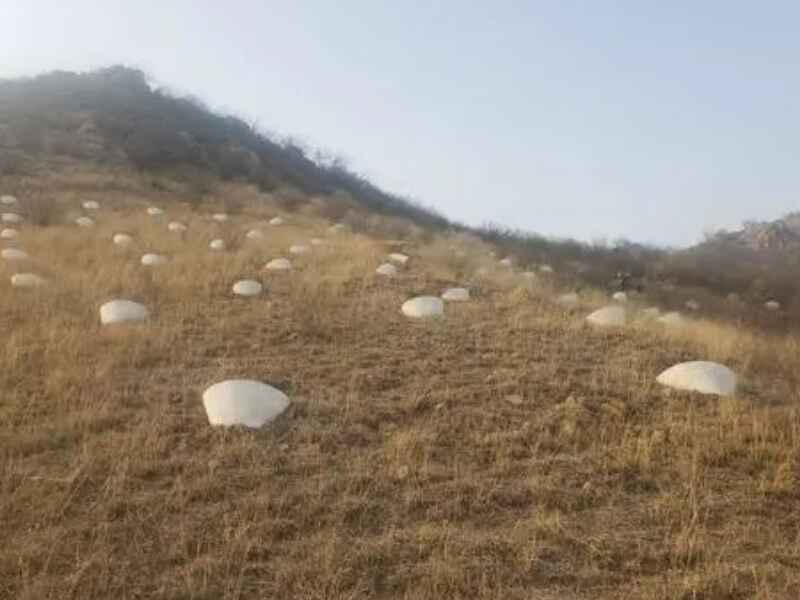 贵州省荒山复绿适合种植哪种树